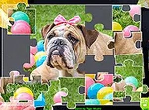 Animal Photo Puzzle Assembly